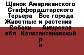 Щенок Американского Стаффордштирского Терьера - Все города Животные и растения » Собаки   . Амурская обл.,Константиновский р-н